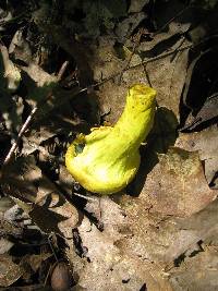 Pulveroboletus ravenelii image