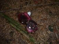 Russula badia image