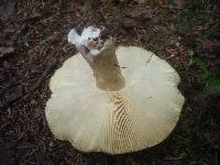 Russula clavipes image