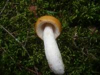 Russula decolorans image