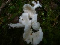 Russula raoultii image