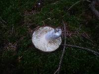 Russula integra image