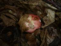 Russula mairei image