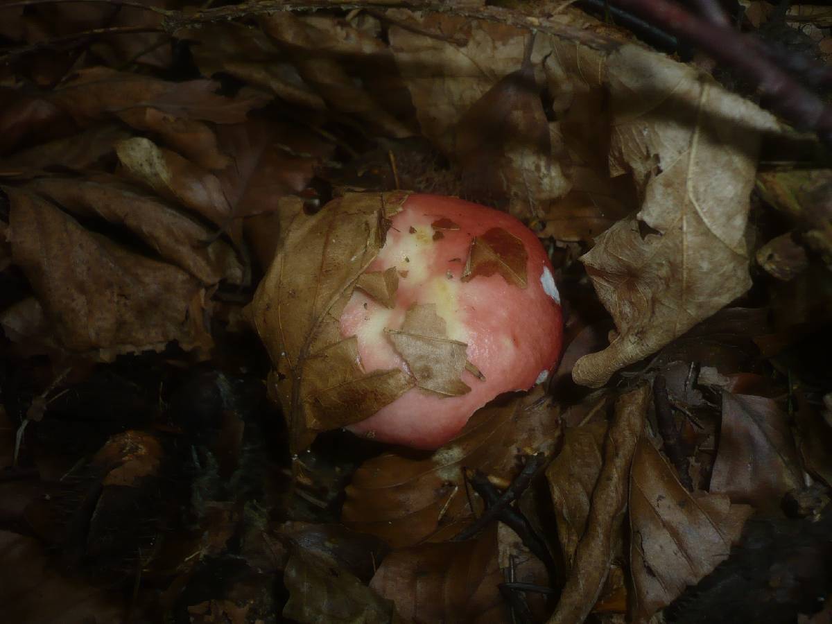 Russula mairei image