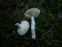 Russula nitida image