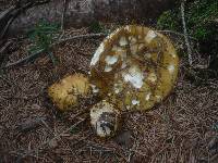 Russula ochroleuca image