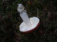 Russula paludosa image