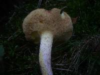 Suillus placidus image