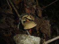 Hortiboletus engelii image