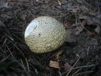 Amanita franchetii image