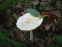 Amanita simulans image