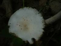 Amanita simulans image