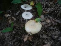 Amanita simulans image