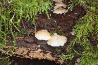 Crepidotus applanatus image