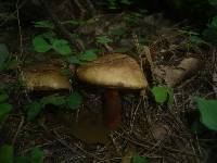 Boletus pulverulentus image