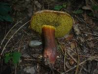 Boletus pulverulentus image