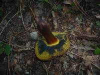 Boletus pulverulentus image