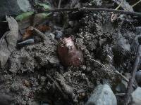 Inocybe adaequata image