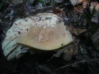 Lactarius controversus image