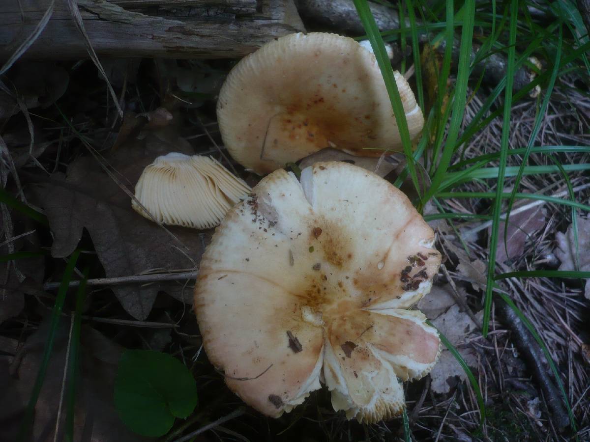 Russula globispora image