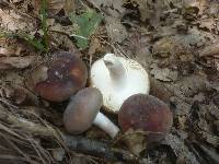 Russula heterophylla image