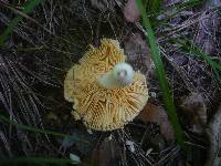 Russula risigallina image