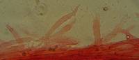 Mycena purpureofusca image