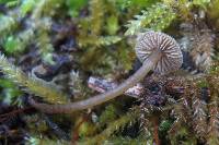 Simocybe centunculus var. centunculus image