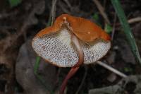 Marasmius cladophyllus image