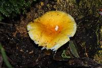 Russula flavida image