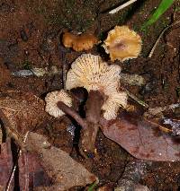 Cantharellus atrolilacinus image