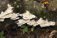 Trametes membranacea image