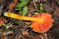 Hygrocybe aurantiosplendens image