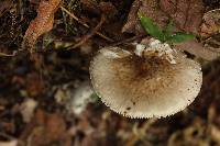 Amanita arocheae image