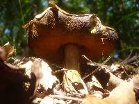 Boletus discolor image