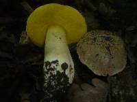 Boletus impolitus image