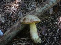 Boletus impolitus image