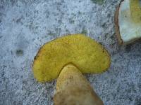 Boletus impolitus image