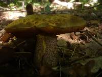 Boletus luridus image