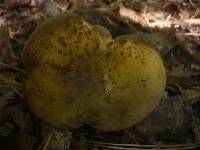 Boletus luridus image