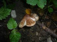 Inocybe adaequata image