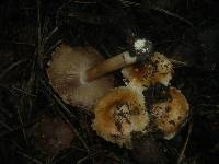 Inocybe fraudans image