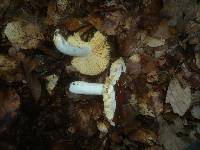 Russula vinosopurpurea image