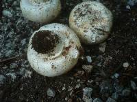 Agaricus bitorquis image