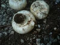 Agaricus bitorquis image