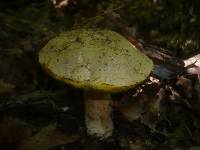 Boletus impolitus image