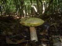 Boletus impolitus image