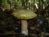 Boletus impolitus image