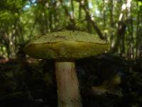 Boletus impolitus image