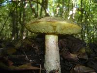 Boletus impolitus image